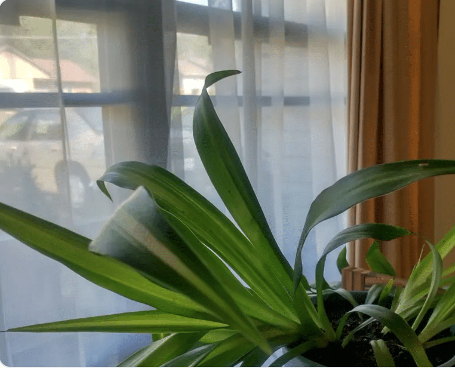 Droopy leaves of hawaiian spider plant